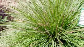 The Garden Gurus - Shara Blue&trade; Lomandra fluviatilis &lsquo;LM380&rsquo; PBR