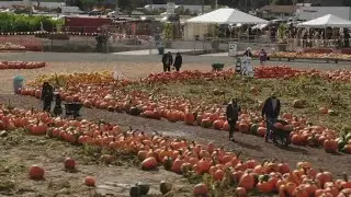 Carpinito Farms in Kent named one of the best pumpkin patches in the country