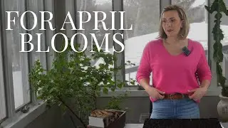Start These Seeds NOW for April Blooms