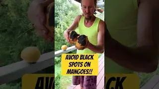 How to avoid black spots on handpicked mangoes!! #shorts #shortsfeed #fruit