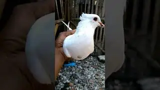 MERPATI GONDOK BETINA#HUSNU DZON#YOUTUBESHORTS