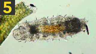 Top 5 Incredible Cell Videos