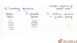 The alpha helices and beta sheets are the example of which level of protein organization