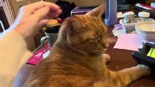 CLEANING THE TABLE