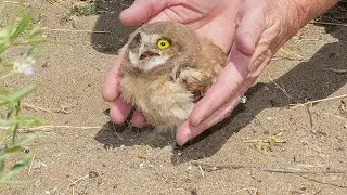 Endangered owl population doubles at Oregon National Guard base