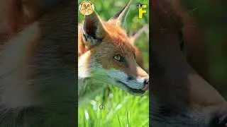 ABC Forest animal Song | Alphabets Kids song | Learn Alphabets, English and Animals for Kids#shorts