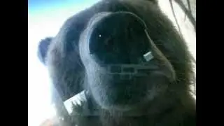 GIANT BEAR LICKING GLASS WINDOW!!!  AWESOME!!!