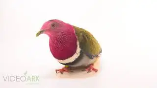 A pink-headed fruit dove (Ptilinopus porphyreus) at the Toledo Zoo.