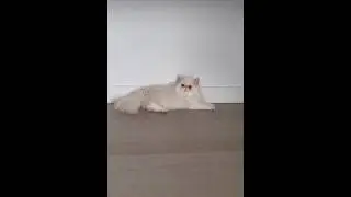 How much does a cat cost?  Ups 🙈 #cat #pets #persiancat #money