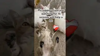 #slime #cute #inpiration #cats