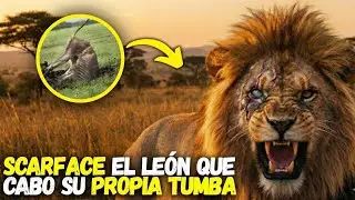 &iexcl;IMPACTANTE! La VERDADERA HISTORIA De SCARFACE, El LE&Oacute;N Que Domin&oacute; &Aacute;frica Con Una Sola Mirada