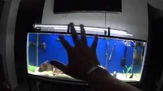 The new and improved cichlid aquarium (Mario Blogs)