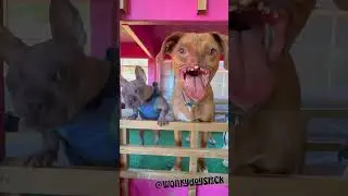 god help the dogs...🤢🤢🤢 #love #help #views #like #share #cute #adorably
