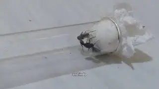 ant hunting