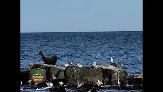 Delmarva Birding Weekends' Scoters & Seals Trip
