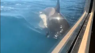Multiplicam-se relatos de intera&ccedil;&otilde;es com orcas em Portugal