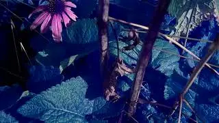 Blue Trees IR | A New False Color Infrared Style