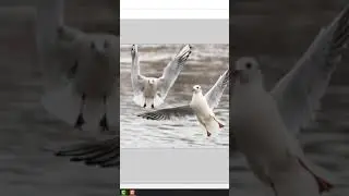 Paint.net Turorial: How to Rotate in Paint.Net