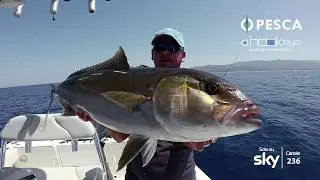Big Amberjack with Hook-eye sportfishing Camera