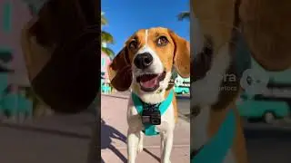 Boots - Florida winter ?? - #funnyvideo #funny #funnyshorts #laughter #comedy #dogshorts #florida