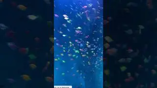 Under Water Fish 🔥 !! #trending #machlijalkirani #shortsfeed #shorts #kidsfun #disneyland #viral