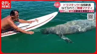 【投稿動画】マナティーの頭をなでなで『every.特集』