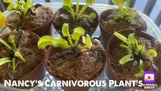 VFT,American pitcher plant (S. Purpurea sap. Venosa), Sun Dew (Drosera Capensis &lsquo;narrow leaf&rsquo;)