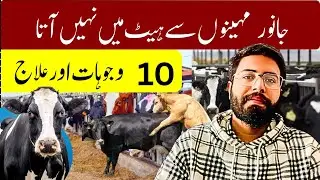 Why Your Cow is not Coming in Heat || 10 Reasons and Simple Solutions !