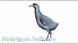 Rodrigues Solitaire Sounds