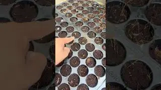 Red Lady 786 Papaya Orignal Seed Nursery