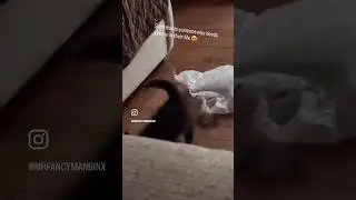 Kitten playing!  #cat #funny #pets #cute #kitten #animals #funnycats #catlove #cuteness #blackcat