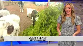 Christmas tree recycling options