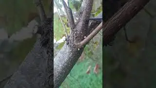 Fındıkda budama part3