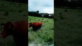 sus cows be like