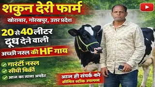 खोराबार गोरखपुर का मशहूर शकून डेरी फार्म 🐄 | Cross Breed & HF गाय बिक्री के लिए | आज का ताजा अपडेट