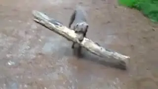 Weimaraner Dog Carrying Big Stick Home