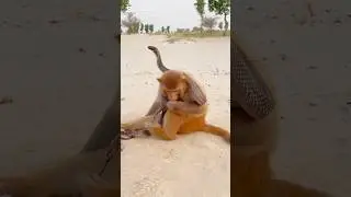 amazing video of black snake and naughty monkey #shortsfeed #foryou