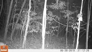 Amazon trail cam 2