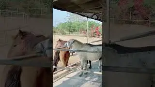 High Generation Horse Breeding season short video like share subscribe 👍