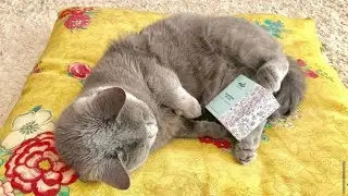 Cosm&eacute;tique solide non test&eacute; sur les animaux!