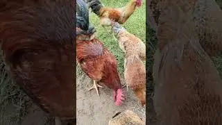 chicken rooster fowl🐓