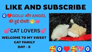 🐱💖 The Unbreakable Bond: Golu and Angel's Friendship! 🐾