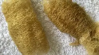Handmade all natural loofah bath sponge | made from sponge gourd