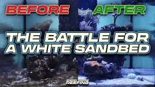 Defeating Dino Algae: Transforming My Tank's Sandbed