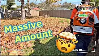 Fall Leaf cleanup Maple 🍁How to Remove leaves from yard Oddly satisfying