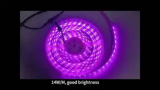 waterproof Ip68 tm1934 24v 10pixels 60led rgb pixel led strip #tm1934 #tm1934ledstrip #pixelledstrip