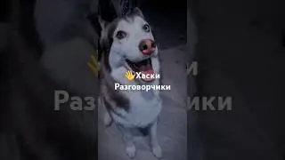 Разговоры о важном) #друзья #собака #хаски #love #husky #юмор #siberianhusky #животные