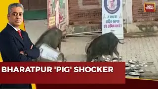 Get Real India: Pigs Lick Utensils Of Indira Rasoi In Rajasthan's Bharatpur