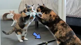 Watch Our Cats React to a Catnip Ball