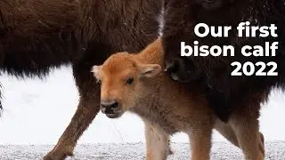 Our first bison calf spring 2022